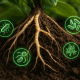 The Rhizosphere Advantage: Rebuilding Plant Health from the Ground Up